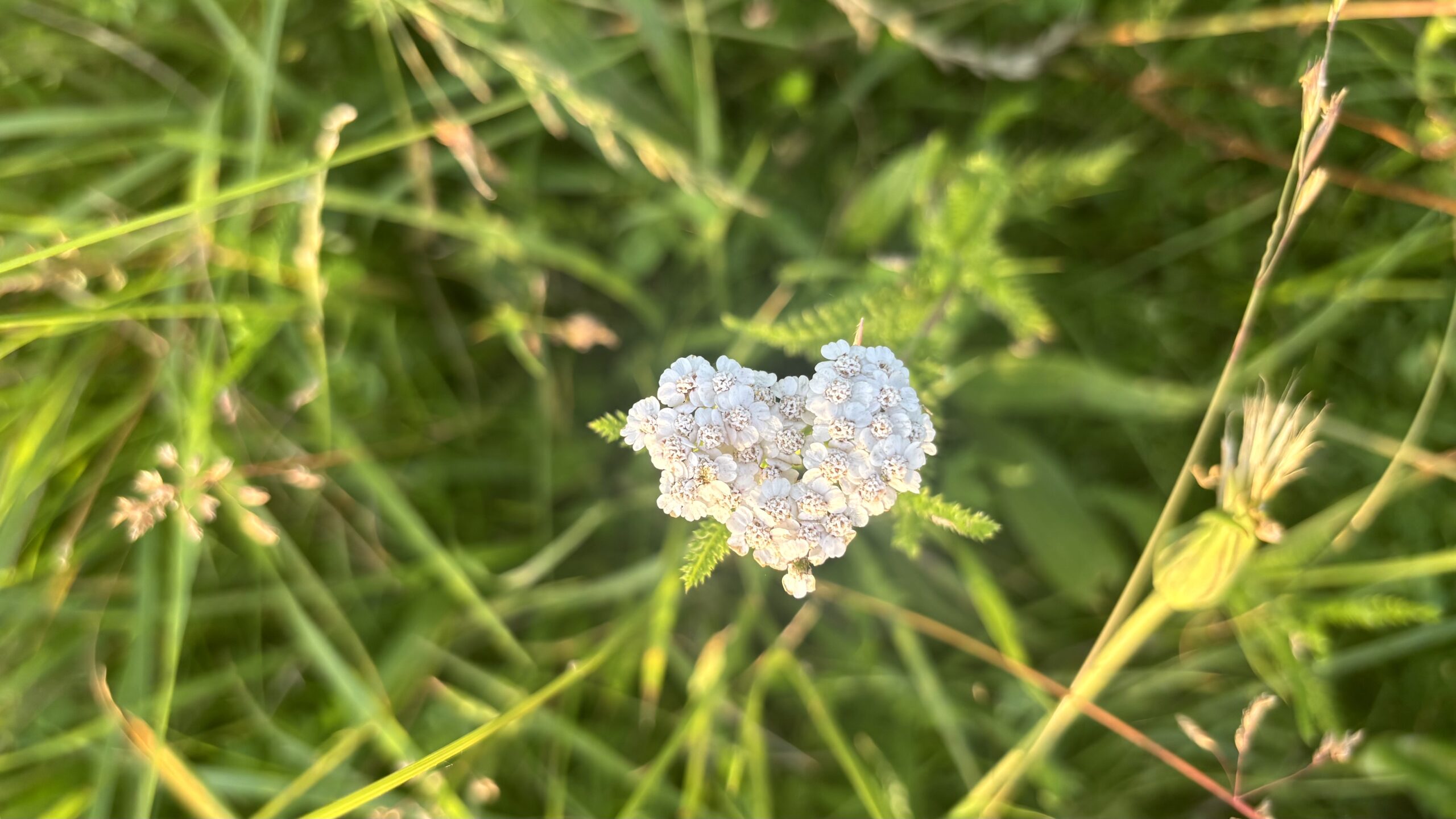 Wunder am Wegesrand Es geht jetzt für mich darum, dem Herzen folgen und die kleinen Wunder am Wegesrand entdecken.
