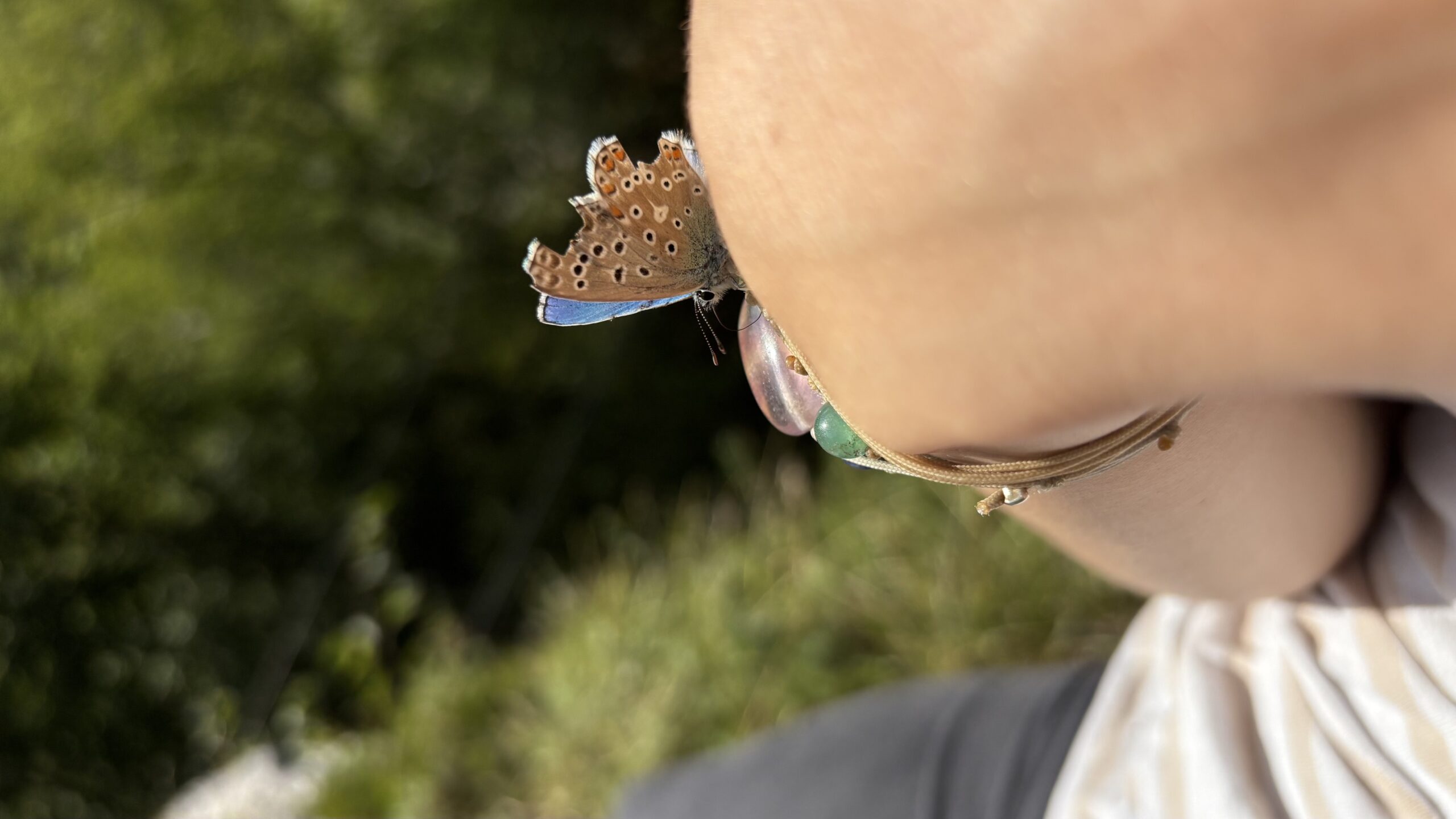 Schmetterling auf dem Arm