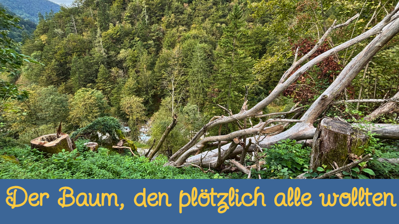 Der Baum, den plötzlich alle wollten – eine Nachbarschaftsgeschichte aus Slowenien