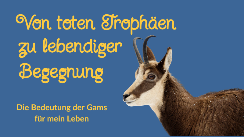 Von toten Trophäen zu lebendiger Begegnung – die Bedeutung der Gams für mein Leben