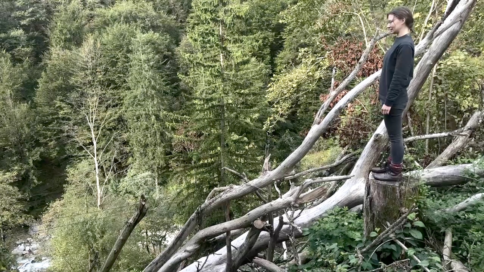 Blick auf den gefällten Baum