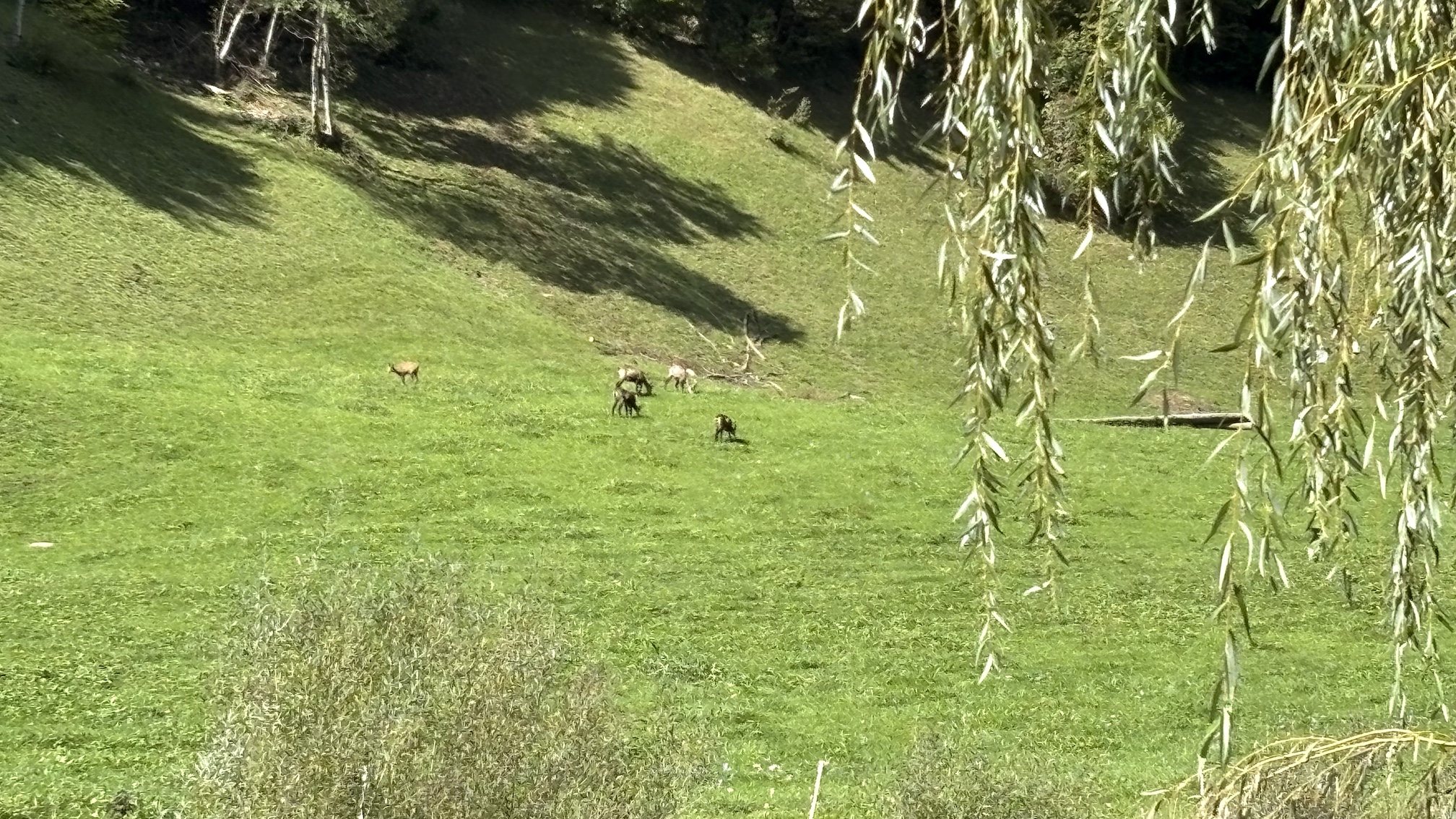 Gämse auf der Wiese 